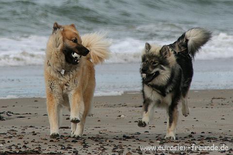 (Foto Goslar)_daenemark_2010_IMG_0730_Tranum_Strand.jpg